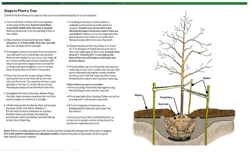 How to plant a tree