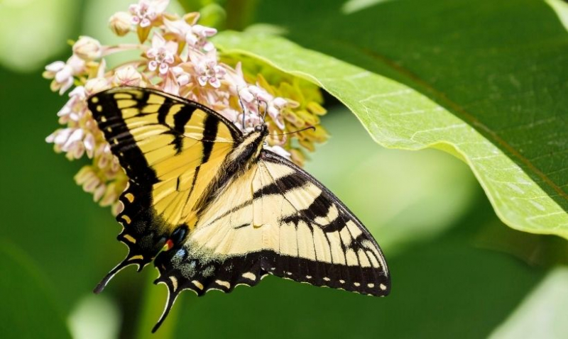 Swallowtail Butterfly on Milkweed