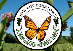 Monarch Butterfly Friendly Town