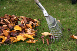 Organic Yard Waste & Leaves